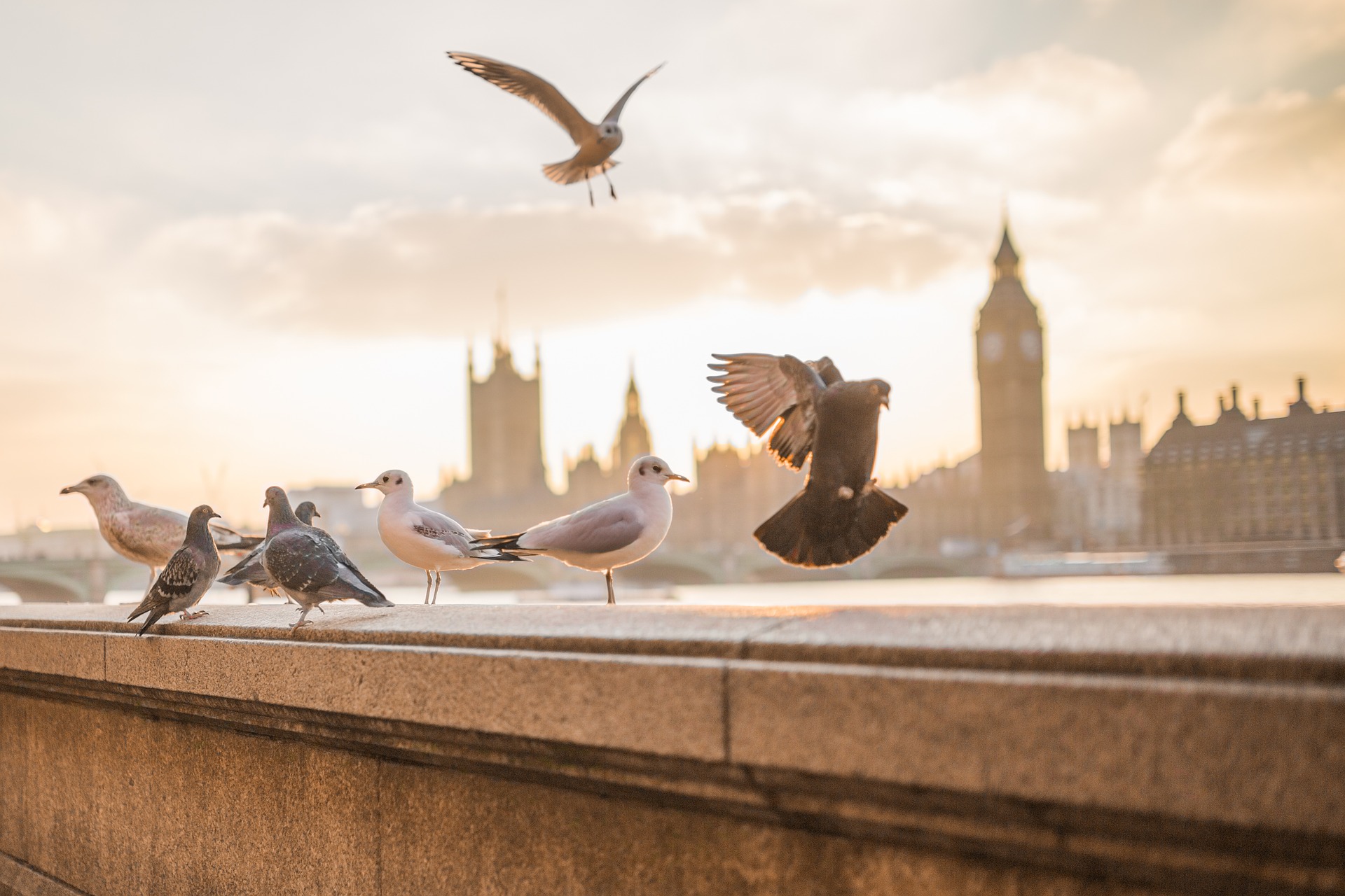 rongeurs rats et pigeons